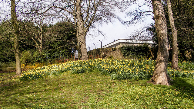 Daffodils In spring