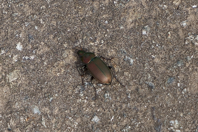 Kleiner Käfer, der aus dem Baum fiel