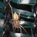 IMG 6844 Spider-1