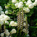 Hydrangea, Fatsia, Acanthus