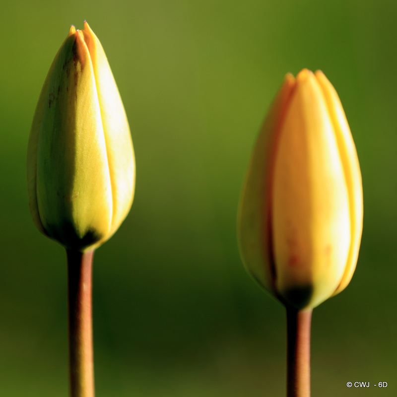 April Tulips