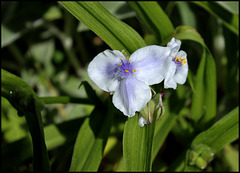 Tradescantia x Andersoniana (5)