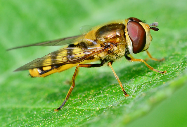 Hoverfly.