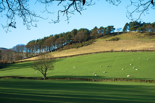 Moorfield shadows