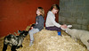 little Brennemans feeding little lambs
