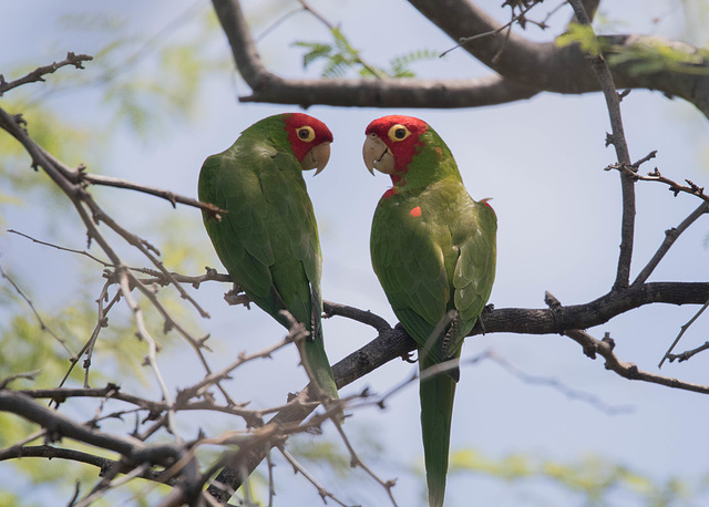 Red-Masked Parakeets