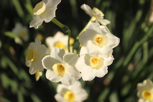 The color of Spring in my Garden. ~~ small white daffodils