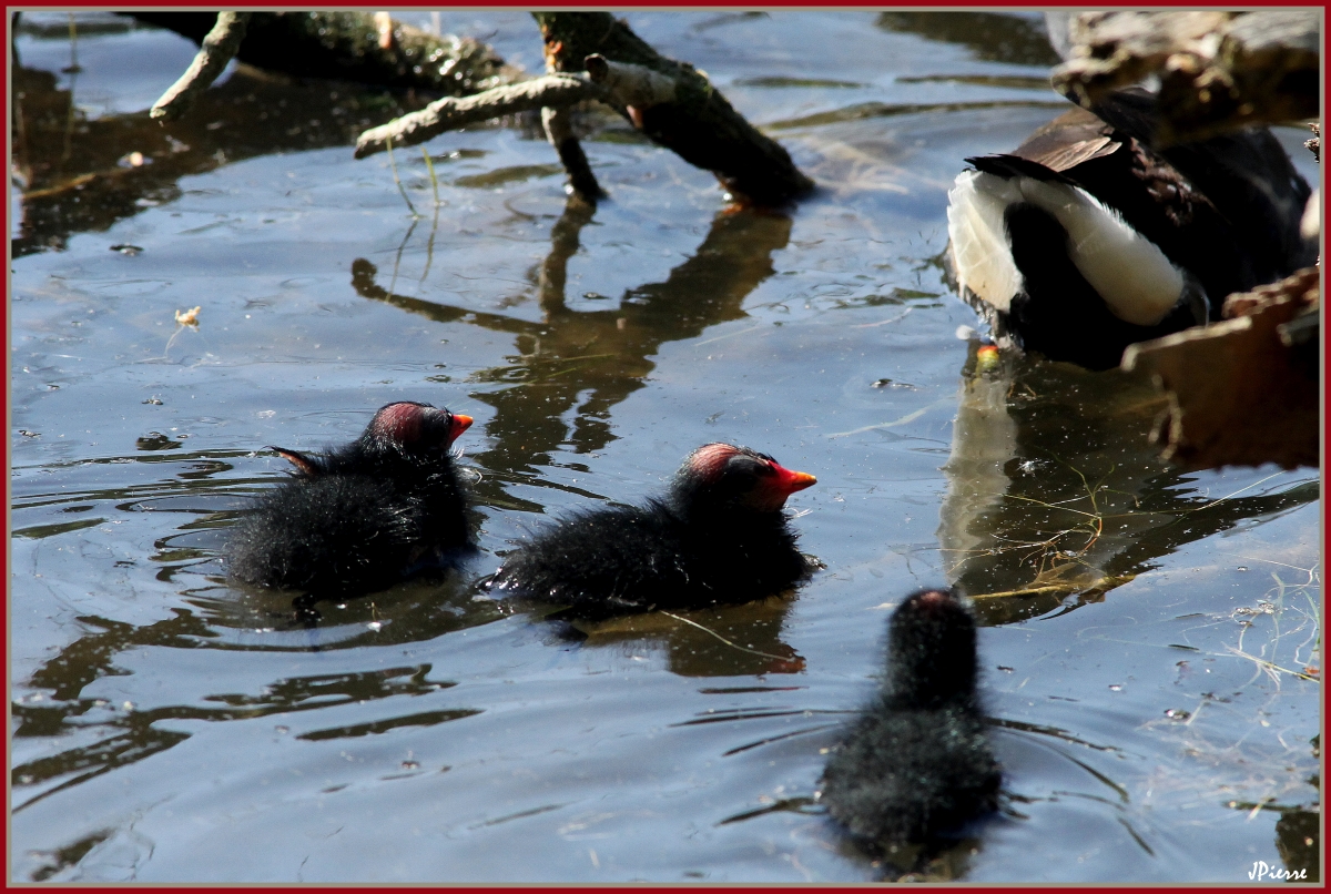 Jeunes gallinules