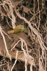 Nesting Wren