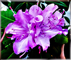 Winter-Rhododendron...? ©UdoSm