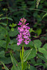 Platanthera psycodes (Small Purple Fringed orchid)