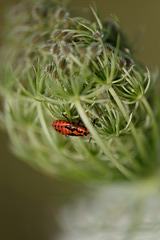 DSCF1574