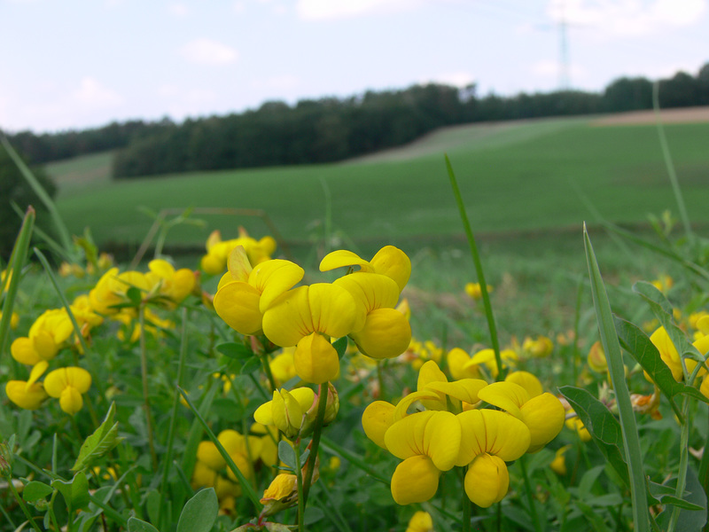 Wildblumen am Weg