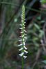 Spiranthes odorata (Fragrant Ladies'-tresses orchid)