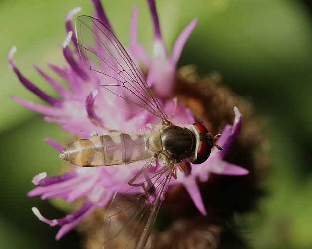 IMG 5028Hoverflyv2