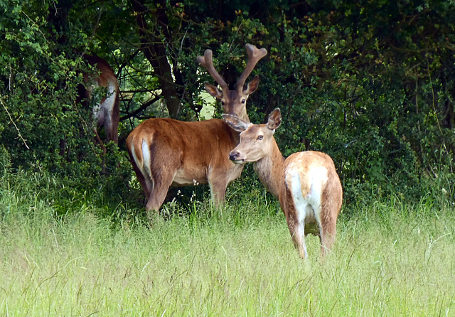 Deer at The Newt Parkland ~ 4 PiPs.