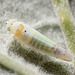 IMG 6873 Leafhopper