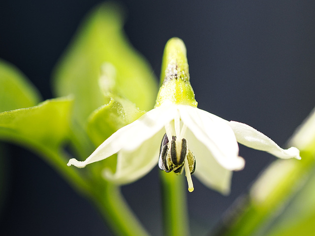 eine scharfe Sache