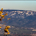 Blick zum Luberon mit Zedernwald und Arche de Portales