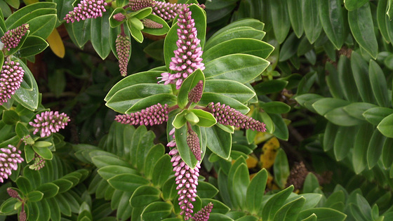 I did like this flower - very pretty