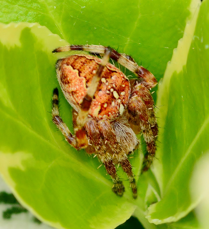 Orb Web Spider. Araneus diadematus