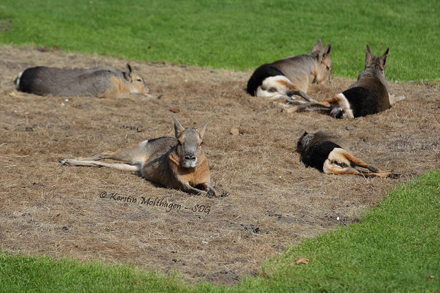 Mara-Siesta (Hagenbeck)