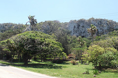 Verdure cubaine