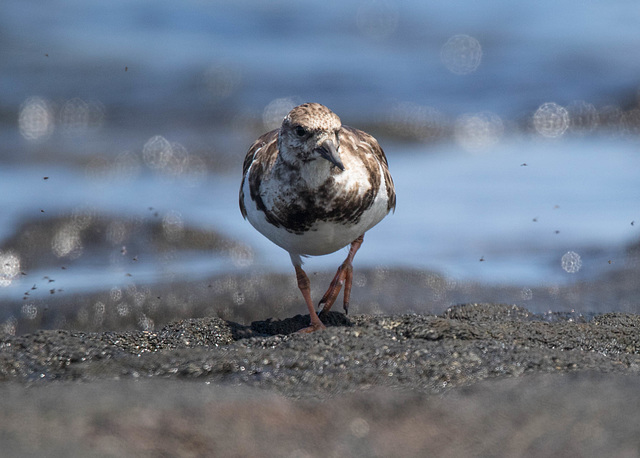 Ruddy Turnstone