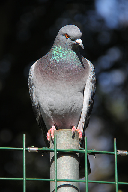 Pigeon colour