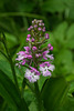 Platanthera psycodes (Small Purple Fringed orchid)