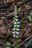 Spiranthes odorata (Fragrant Ladies'-tresses orchid)