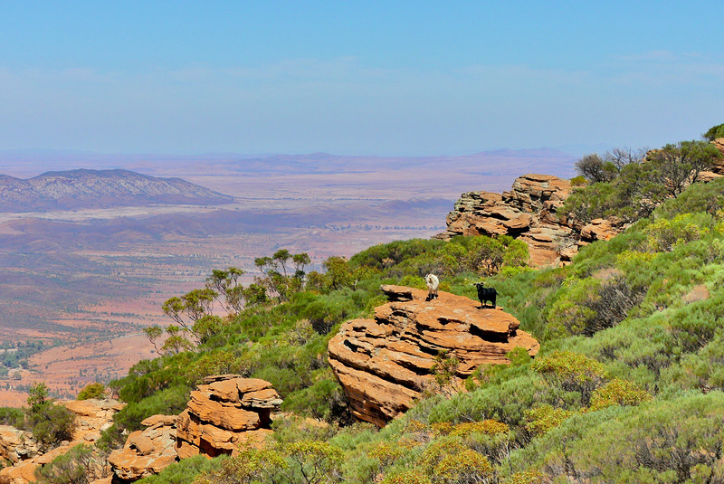 P1270139- Du sommet, Rando Rawnsley Bluff - Flinders Ranges.  07 mars 2020