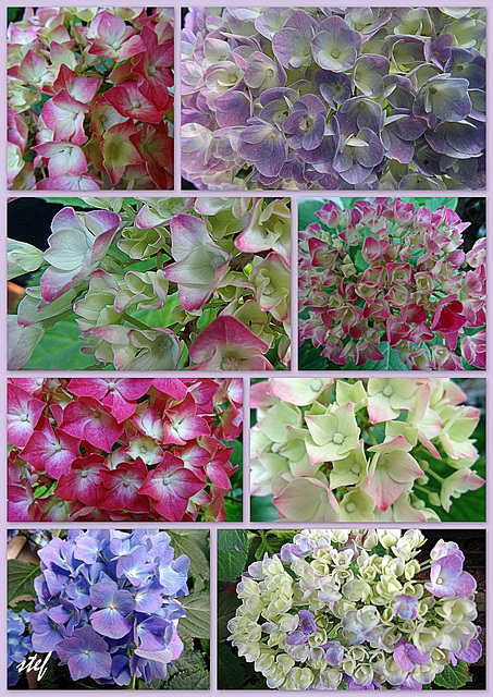 united colors of  hydrangeas