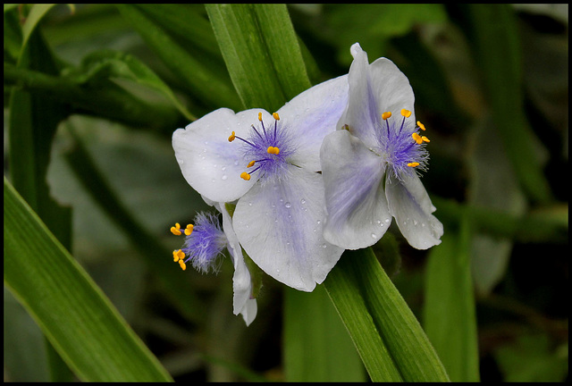 Tradescantia x Andersoniana 'Osprey'