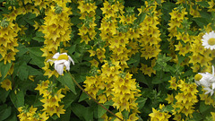 I used to have this plant in my other house
