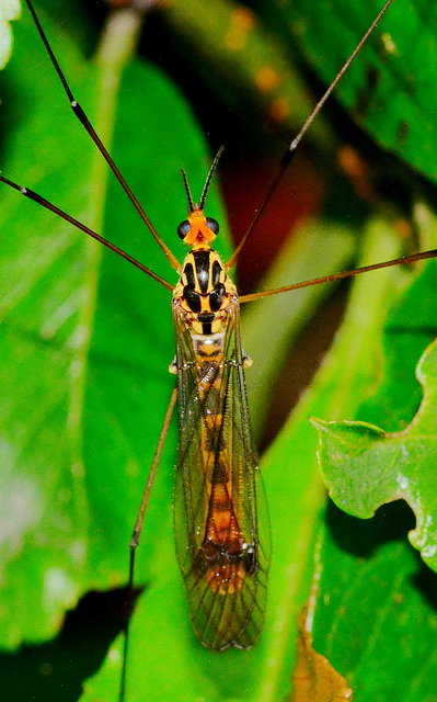 Cranefly ?