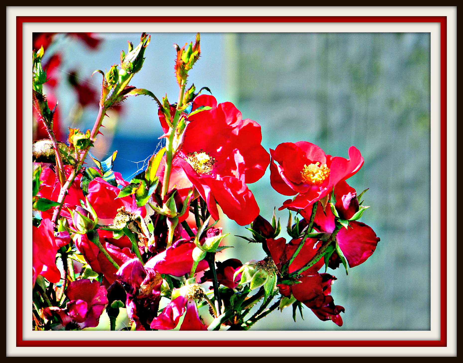 Roses In the Sun.