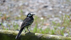 Pied Wagtail