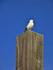 gull on plinth