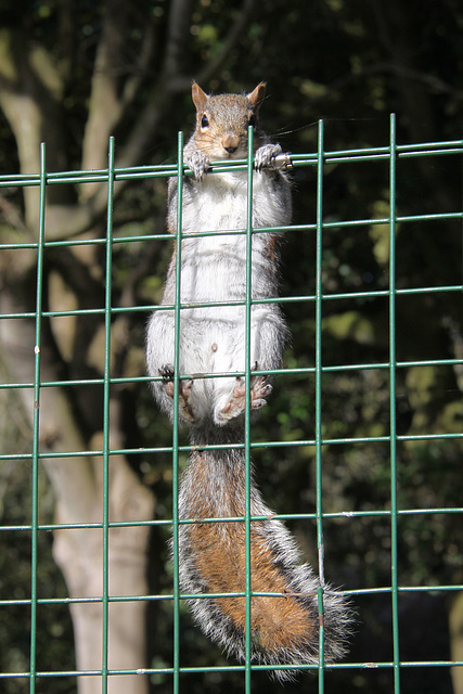 Squirrel Prison