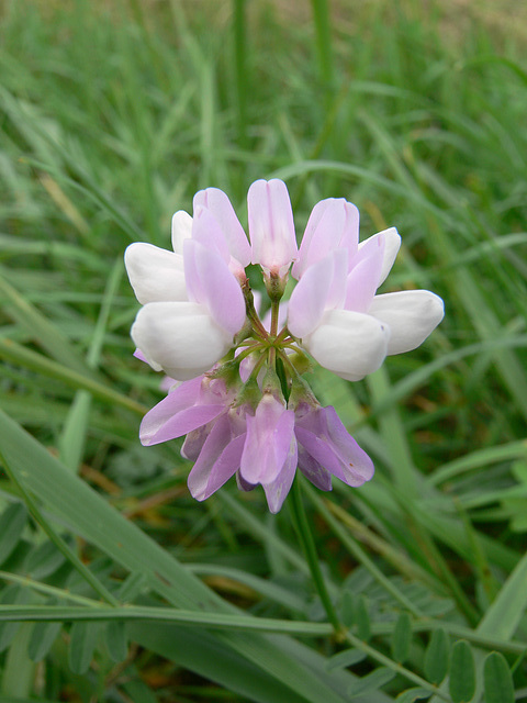 Wiesenblume