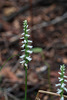 Spiranthes odorata (Fragrant Ladies'-tresses orchid)