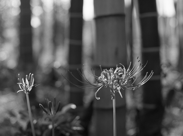 Spider lilies