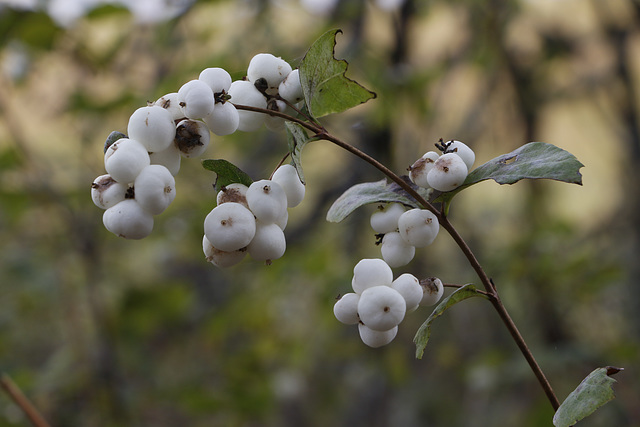 Snowberries