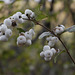 Snowberries