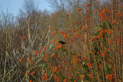 Blackbird & Red Berries