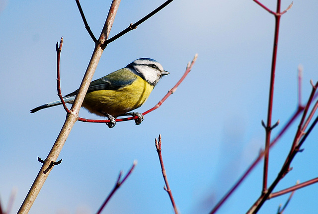 Blue Tit