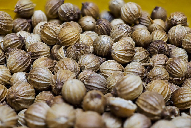 Coriander