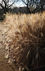 The Prairie Garden