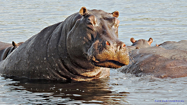 here we stay cool (Botswana, Chobe national Park)